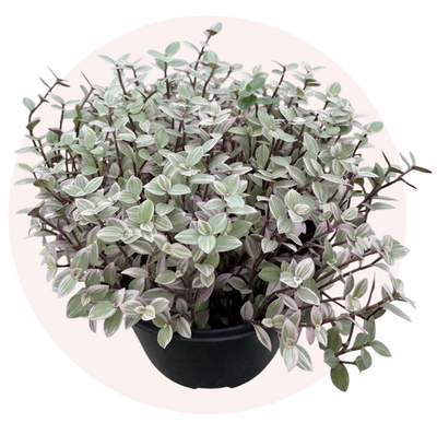 Pink Lady Turtle Vine