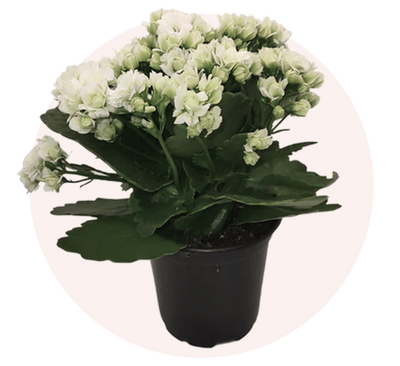Calandiva Kalanchoe