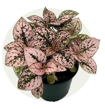 Polka Dot Plant
