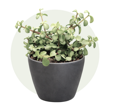 Elephant Bush