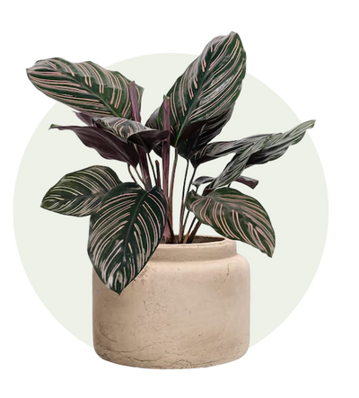 Calathea
