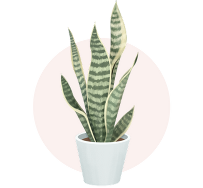 Snake Plant