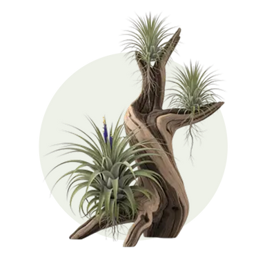 Air Plant