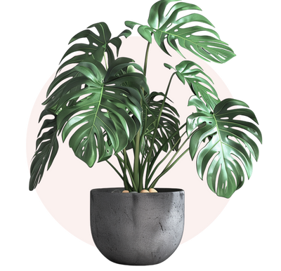 Swiss Cheese Plant