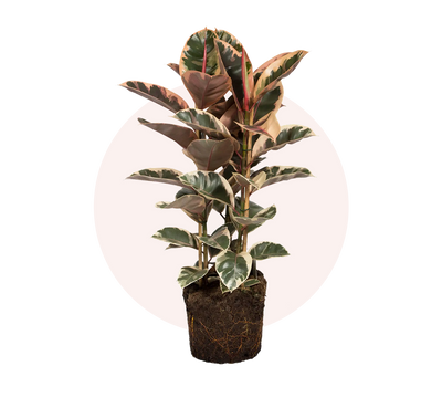 Ficus