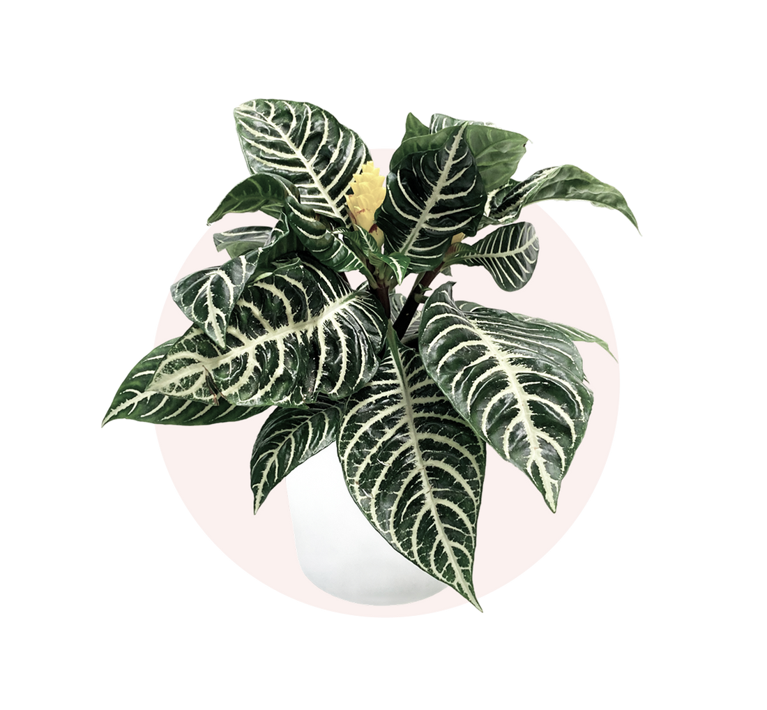 Zebra Plant