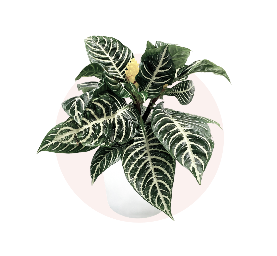 Zebra Plant