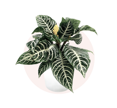 Zebra Plant