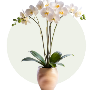 Orchid