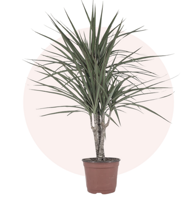 Dragon Tree
