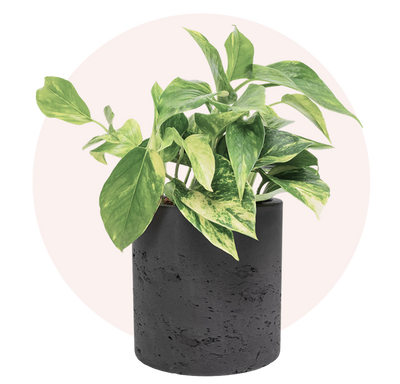 Pothos