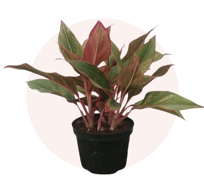 Chinese Evergreen