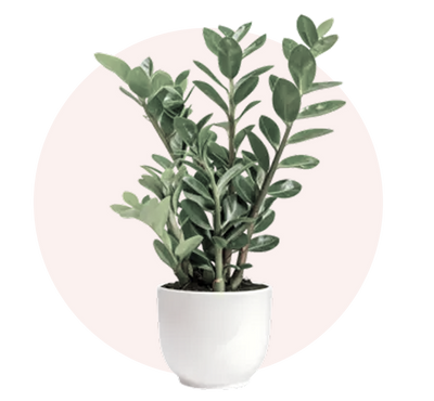 ZZ Plant