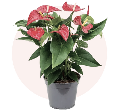 Flamingo Flower