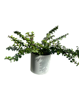 potted greenery arrangement, marble planter, Brossard florist