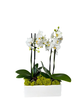 white phalaenopsis orchid arrangement, Brossard florist